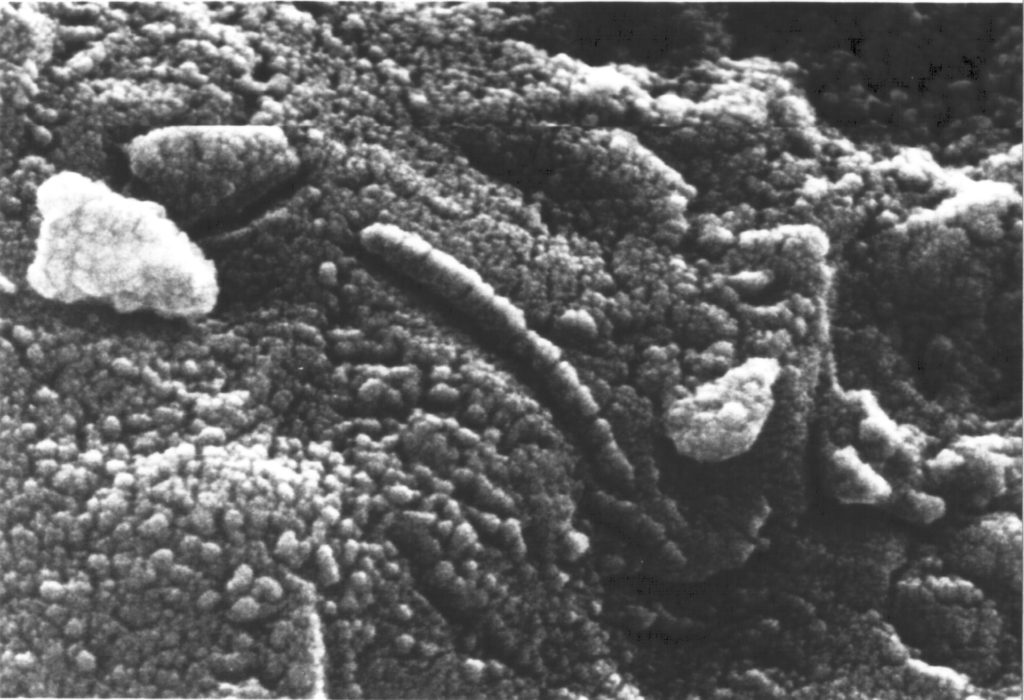 ALH840001, Mars-meteoritt med mulige bakterier